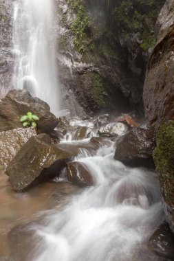 Derin bir yağmur ormanında şelale / dere.