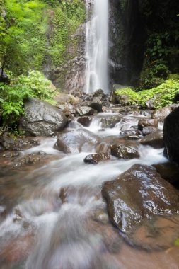 Derin bir yağmur ormanında şelale / dere.