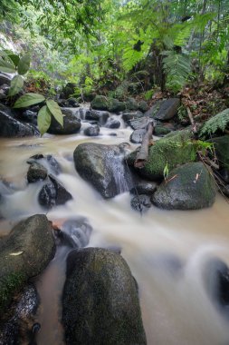 Derin bir yağmur ormanında şelale / dere.