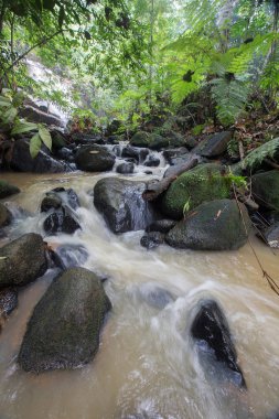 Derin bir yağmur ormanında şelale / dere.