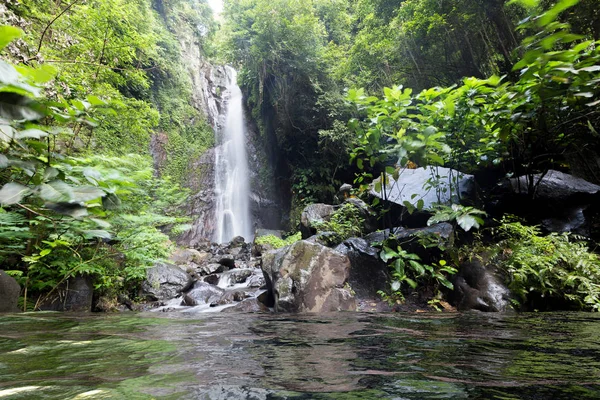 Derin bir yağmur ormanında şelale / dere.