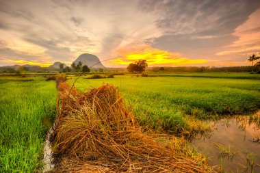 Malezya 'nın kırsal kesimindeki çeltik tarlasında inanılmaz bir gün batımı