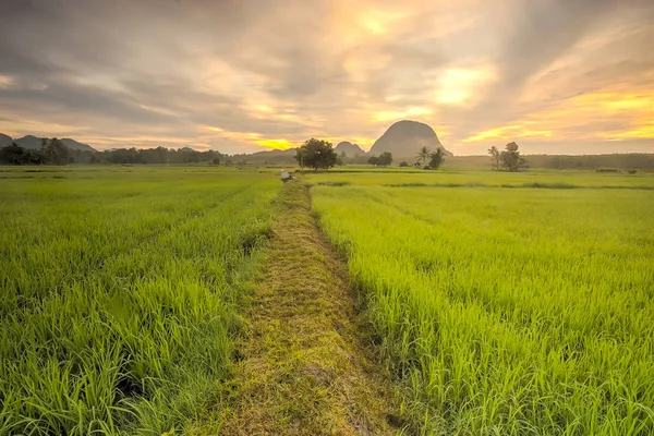Erstaunliche Sonnenuntergang Auf Reisfeld Einer Ländlichen Gegend Von Malaysia — Stockfoto