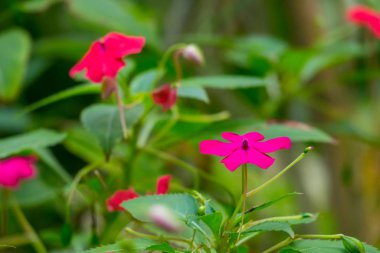 Bahçede renkli çiçekler açar..