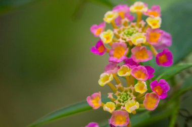 Bahçede renkli çiçekler açar..