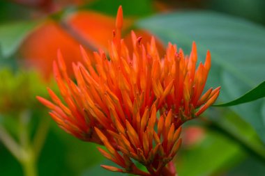 Bahçede renkli çiçekler açar..