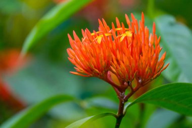 Bahçede renkli çiçekler açar..