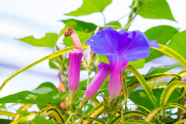 Bahçede renkli çiçekler açar..