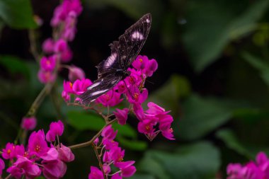 Bahçede renkli çiçekler açar..