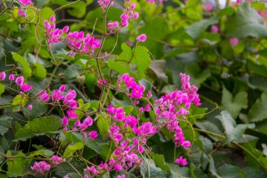 Bahçede renkli çiçekler açar..