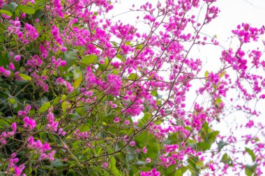 Bahçede renkli çiçekler açar..