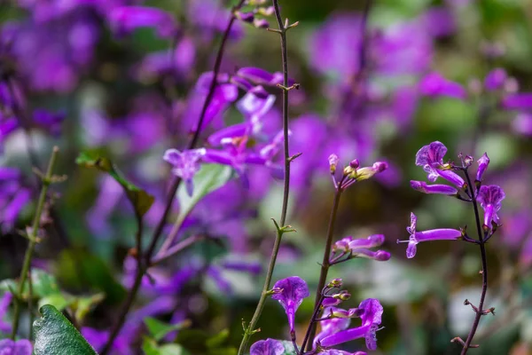 Flores Colores Florecen Jardín — Foto de Stock