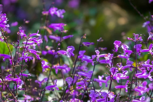 Kolorowe Kwiaty Kwitną Ogrodzie — Zdjęcie stockowe