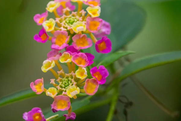 Farbenfrohe Blüten Einem Garten — Stockfoto