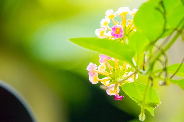 Värikäs Kukka Kukkii Puutarhassa — kuvapankkivalokuva