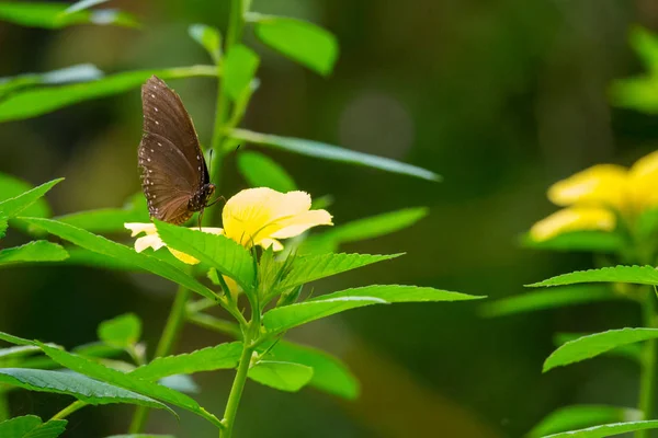 Fleurs Colorées Fleurissent Dans Jardin — Photo