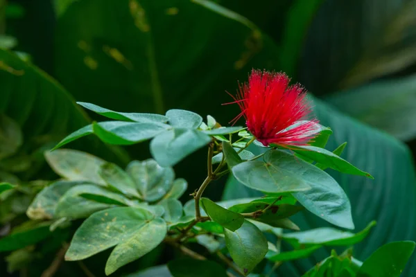 Flores Colores Florecen Jardín —  Fotos de Stock