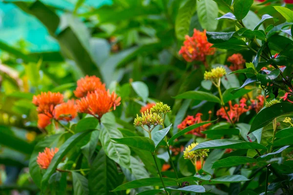 Bahçede Renkli Çiçekler Açar — Stok fotoğraf