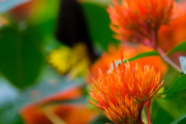 Bahçede Renkli Çiçekler Açar — Stok fotoğraf