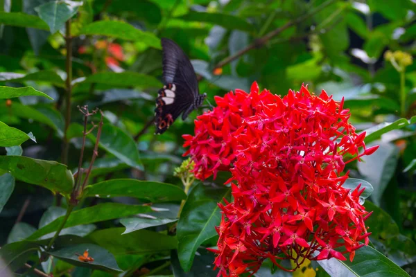 Colourful Flower Blossoms Garden — Stock Photo, Image