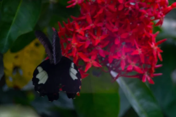 Fleurs Colorées Fleurissent Dans Jardin — Photo