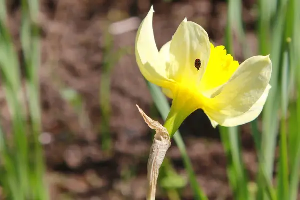 Двухцветный Цветок Ранней Весной Саду — стоковое фото