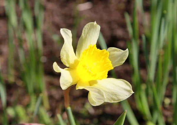 Двоколірна Квітка Ранньої Весни Саду — стокове фото