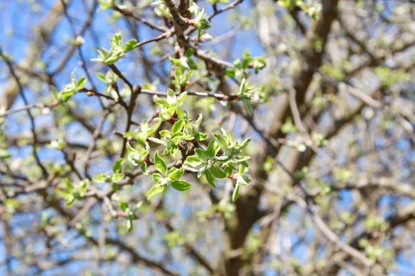 Baharda bahçede mavi gökyüzüne karşı yaprakları olan elma dalı.