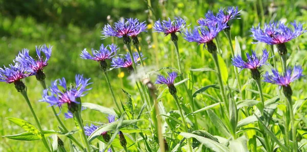 Parlak mavi çiçekler baharın başlarında bahçede
