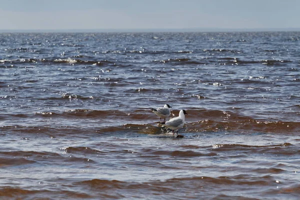 Two Seagulls Waves Windy Weather — Stock Photo, Image