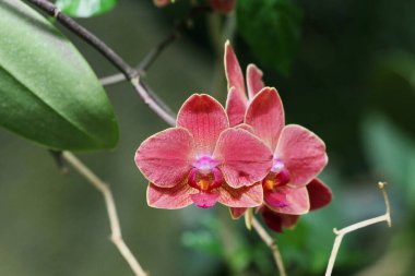 Yeşil arka planda tropik, Helsinki hayvanat bahçesi