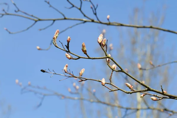 bahar her durumda durdurulamaz doğadır.