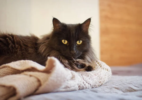 Przytulny Dom Wspaniały Kot Epidemia Samoizolacji Sankt Petersburgu Rosja — Zdjęcie stockowe