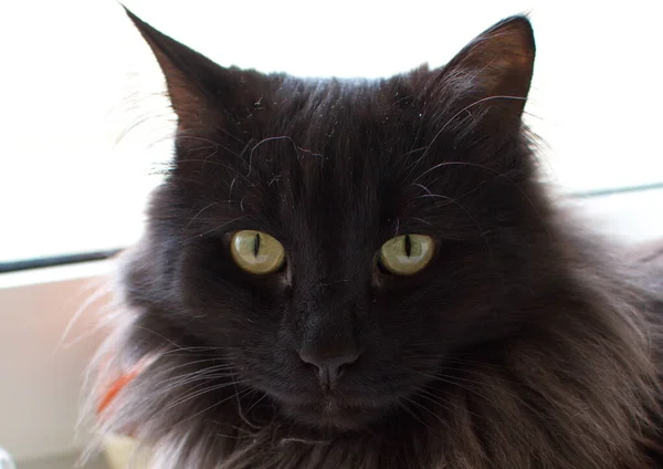 Penceredeki şık siyah kedi doğal ışıkta