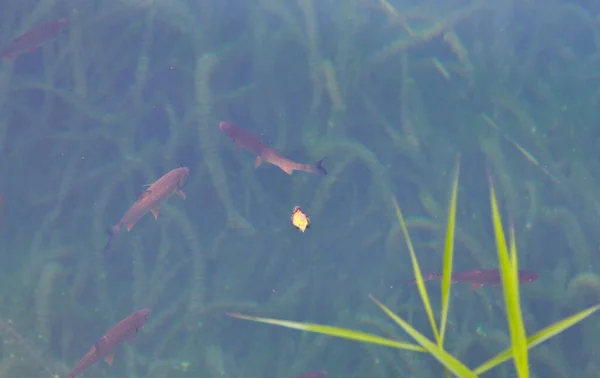 Fish Crystal Clear Water Plitvice Lakes Croatia — Stock Photo, Image