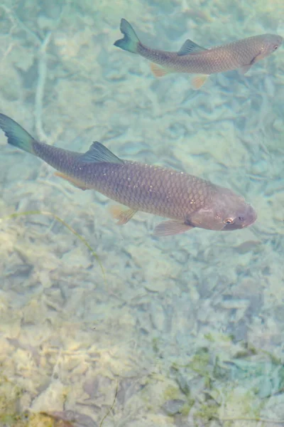 Ψάρια Κρυστάλλινα Νερά Plitvice Λίμνες Κροατία — Φωτογραφία Αρχείου