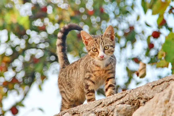 Renkli bir manzaranın arka planında genç bir Hırvat kedinin portresi