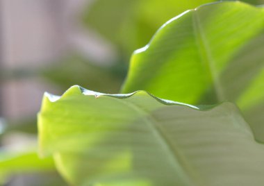 Yeşil arkaplan, doğal ışık altında kendini izole eden bir bitki yaprağını gösteriyor.