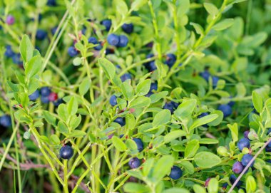 Yeşil arka planda orman böğürtlenleri