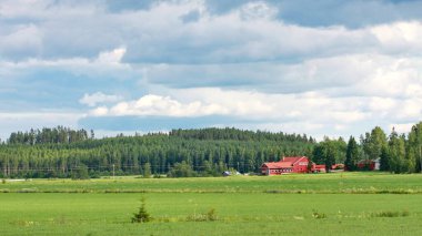 tipik Finlandiya manzarası açık yeşil çimenler ve açık mavi gökyüzü