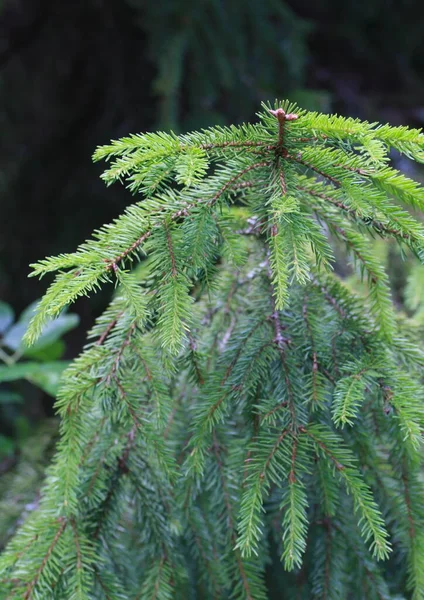 Beautiful Spruce Branch Green — Stock Photo, Image