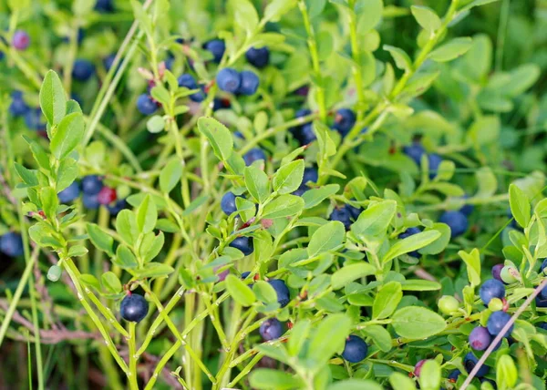 Yeşil arka planda orman böğürtlenleri