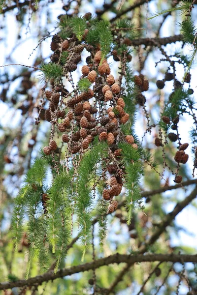 Mavi yeşil arka plandaki ağaçtaki koniler