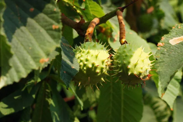 Yeşil arka planda yeşil ağaç meyvesi ve yan ışıklandırması
