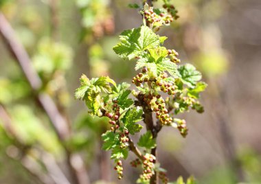 Genç baharın erken saatlerinde bulanık arkaplan resimlerini bırakır