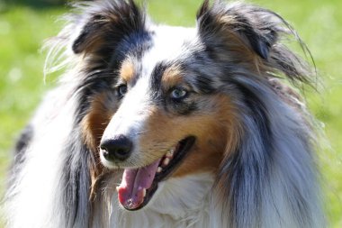 İlkbaharda bir köpek portresi olan bahar manzarası