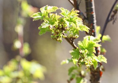 Genç baharın erken saatlerinde bulanık arkaplan resimlerini bırakır
