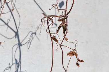 İri ve sık ağaçlı bahçelerin gölgeleri,