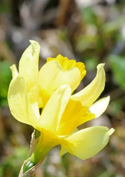 早春に鮮黄色の花を咲かせ — ストック写真