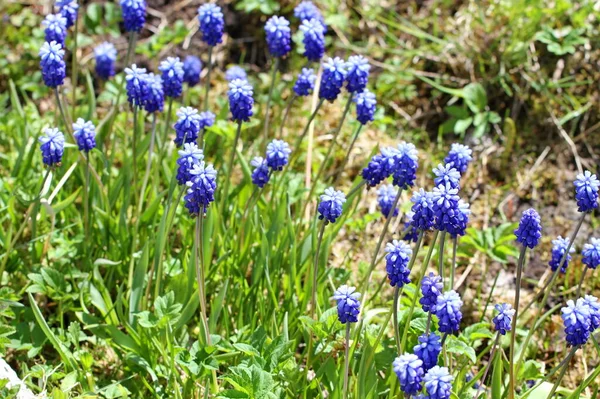 Fundo Brilhante Com Pequeno Jardim Flores Azuis — Fotografia de Stock